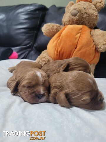 Beautiful  Stunning Ruby  F1B  Toy Cavoodles Puppies Female n Male