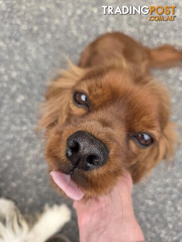 PURE CAVAILIER RUBY FEMALE$1500 11 mths Puppy