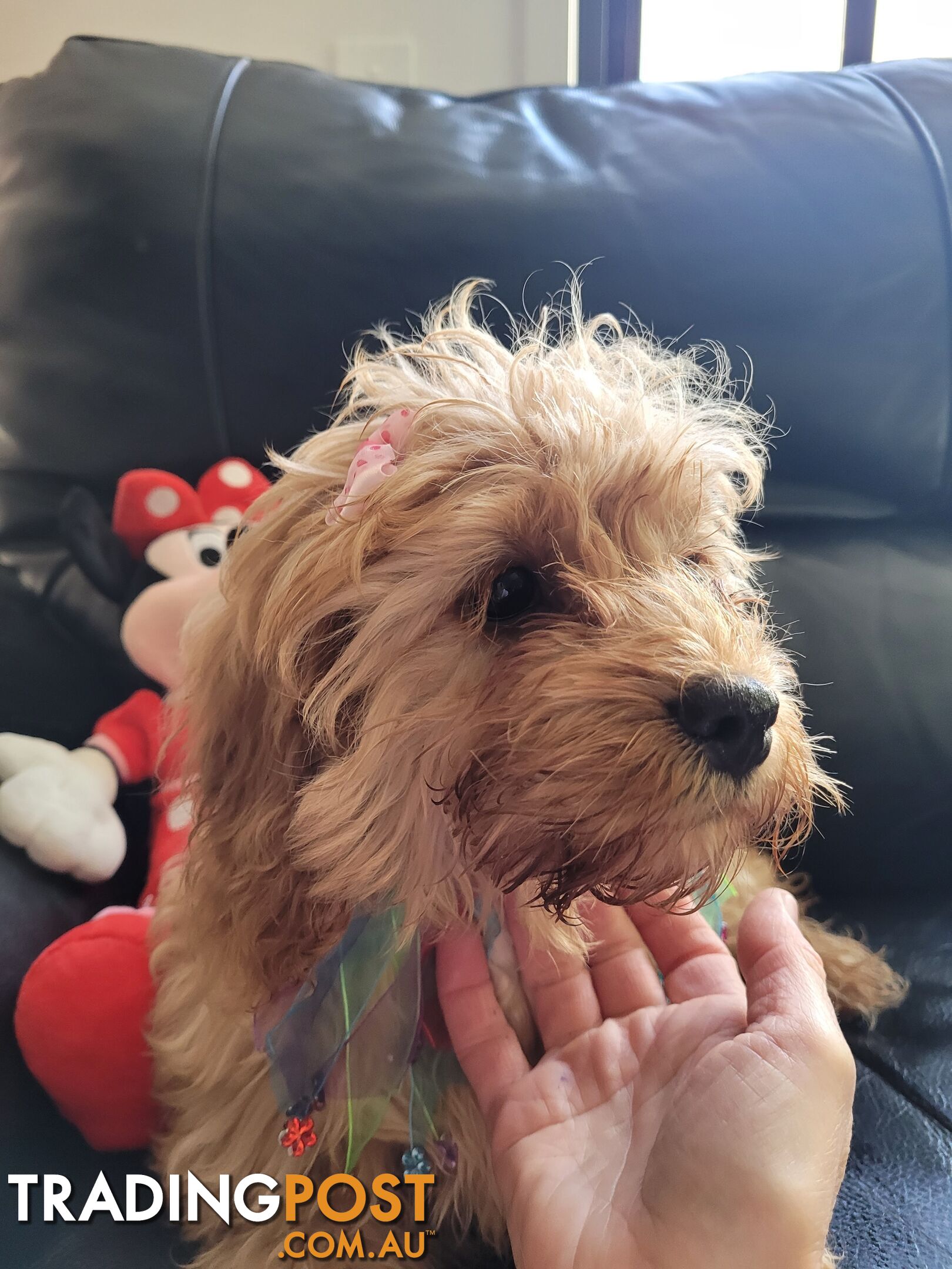 Toy Cavoodles Female Beautiful Apricot $1300