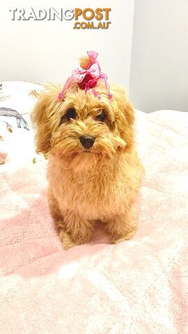 Toy Cavoodles Female Beautiful Apricot $1300