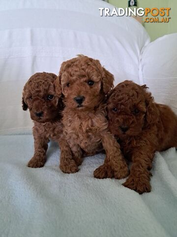 Dark Red Toy Poodle Females with DNA Certificate