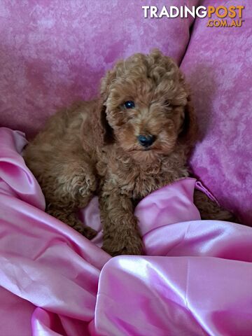 Dark Red Toy Poodle Female Puppies come Dna Certificate