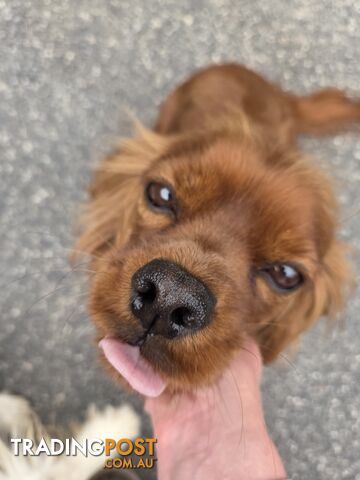 Pure Ruby Red Cavailier Female Puppy $1000