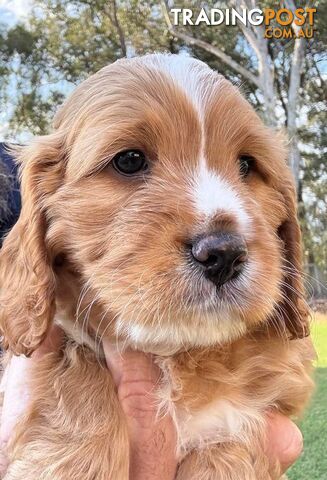 Cavoodle Puppies 2nd Generation