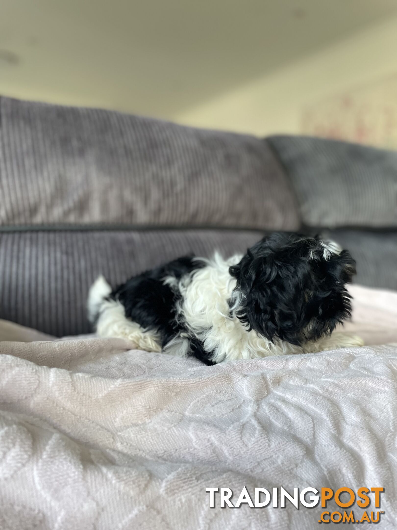 Shihtzu maltese puppies