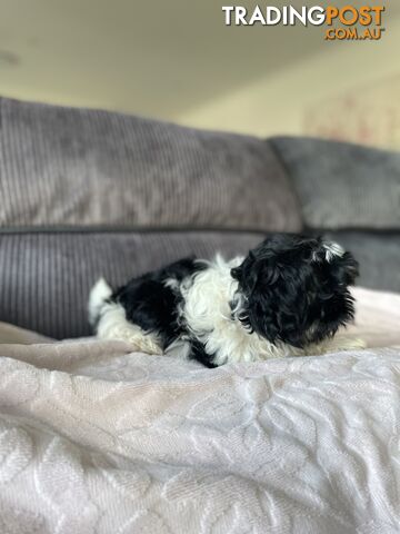 Shihtzu maltese puppies