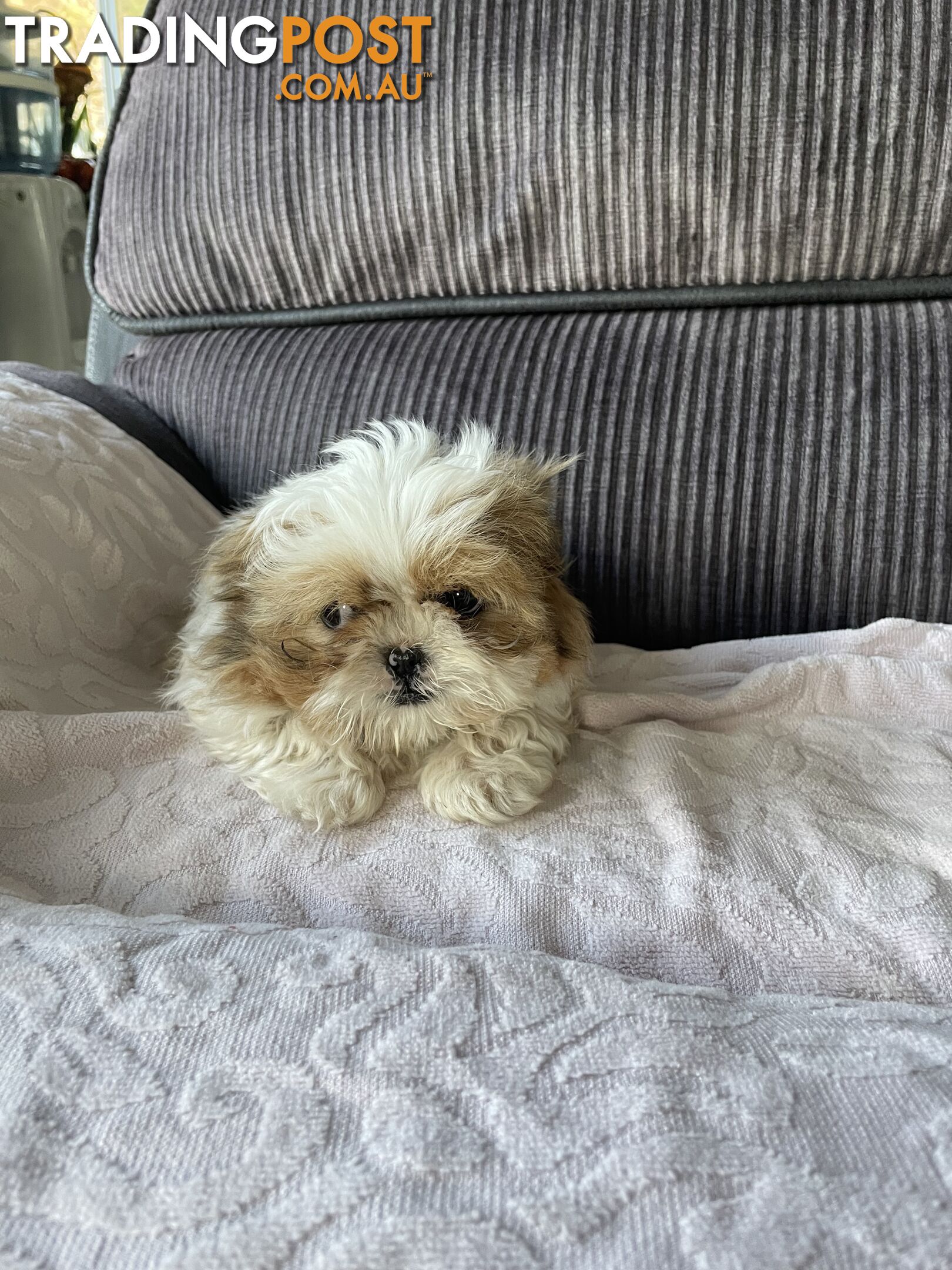 Shihtzu maltese puppies