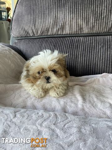 Shihtzu maltese puppies