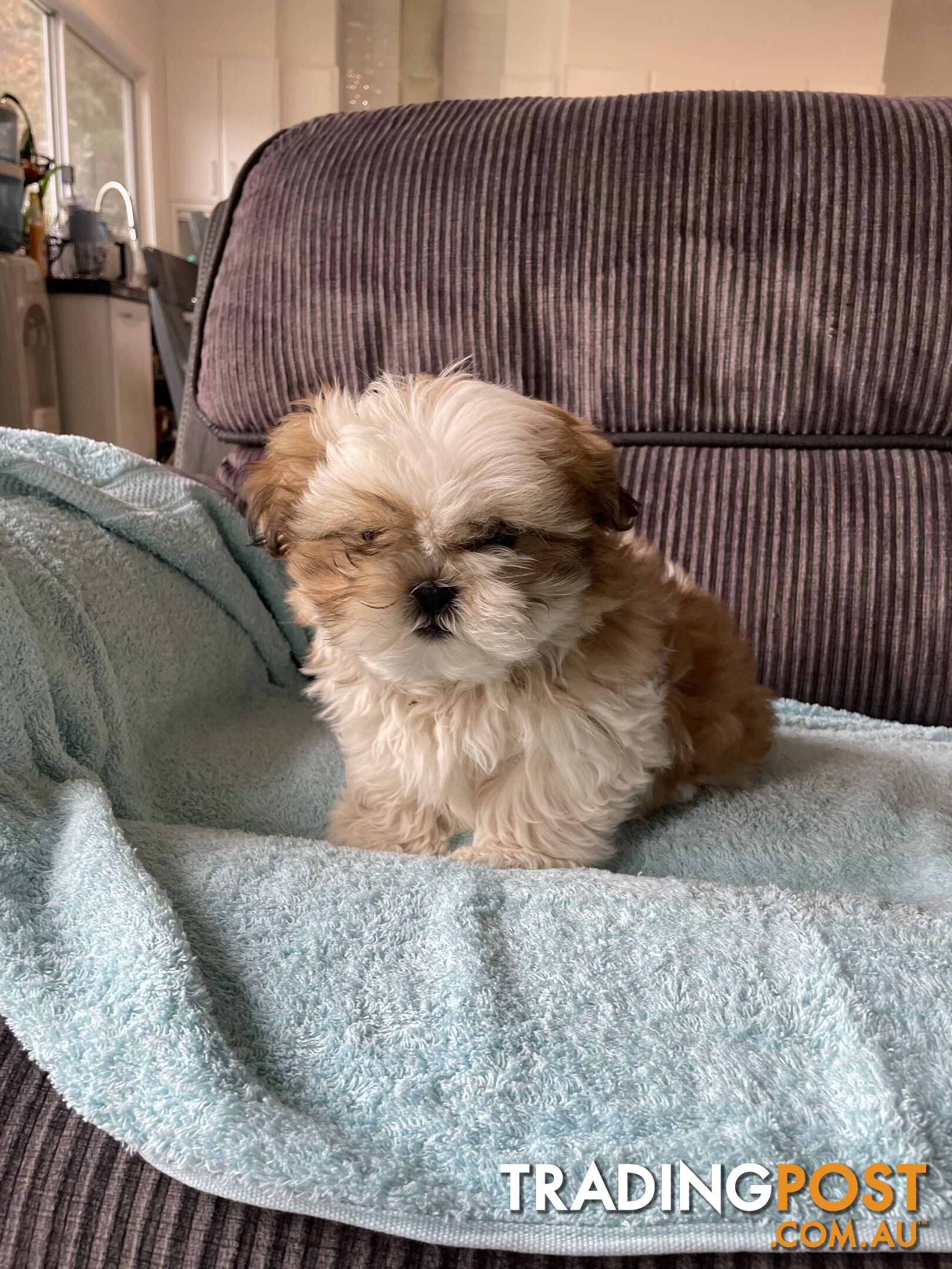 Shihtzu maltese puppies