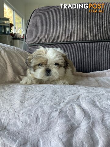 Shihtzu maltese puppies