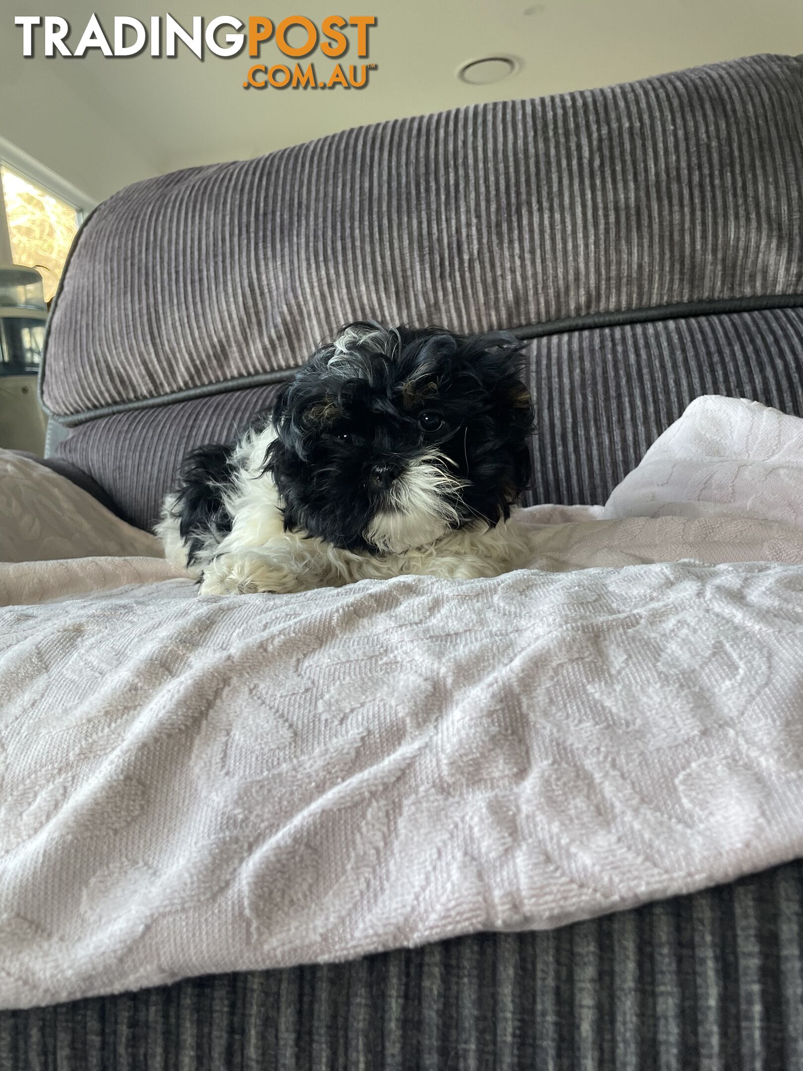 Shihtzu maltese puppies