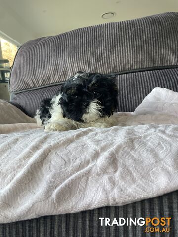 Shihtzu maltese puppies