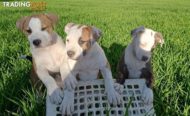 American bulldog puppies for sale