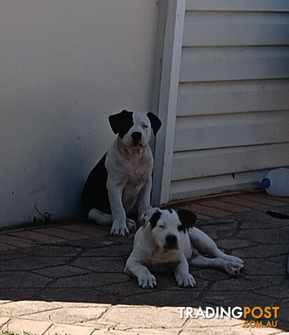 American bulldog puppies for sale