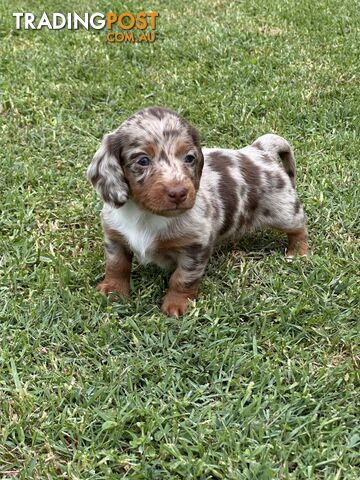 Beautiful mini Dachshund