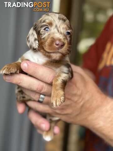 Beautiful mini Dachshund