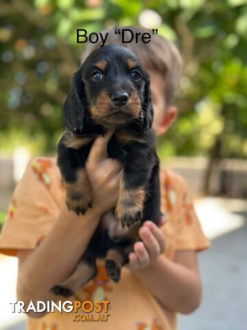 🐾 1 LEFT  Beautiful Longhair mini Dachshunds 🐾