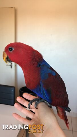 Extremely tame Female 15 week old microchipped eclectus parrot