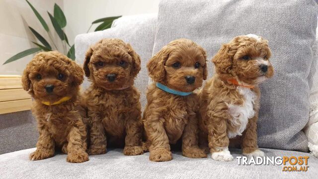 Toy Cavoodle Puppies