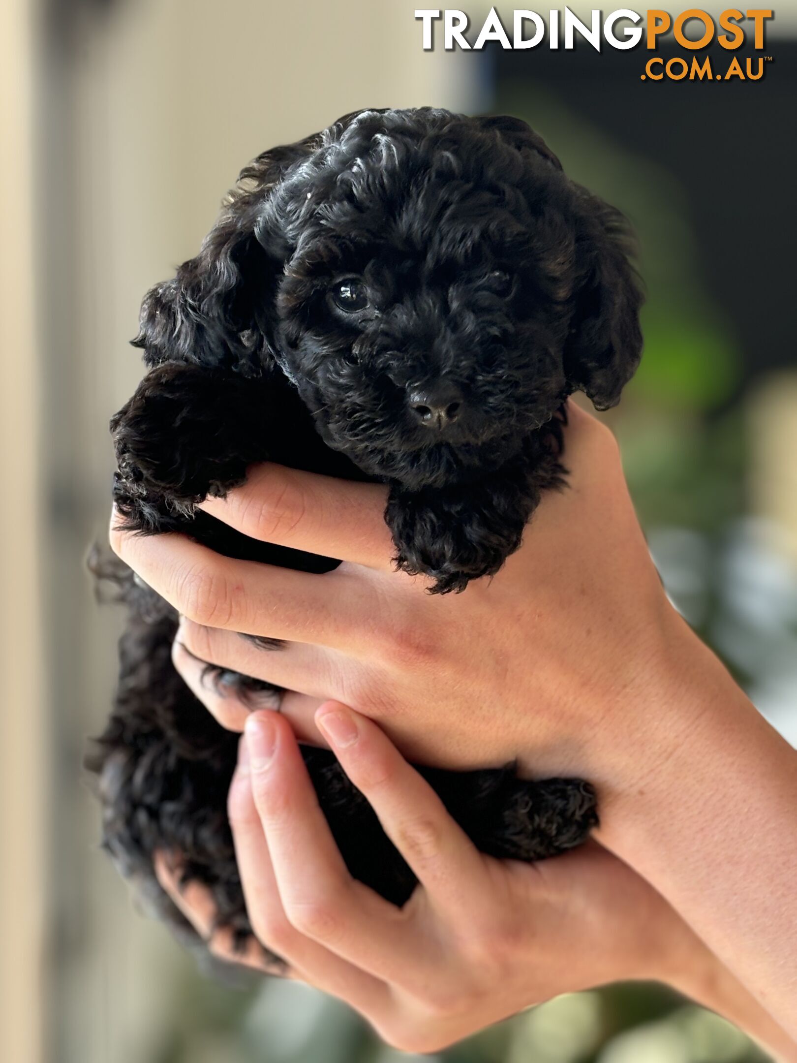 Toy Poodle