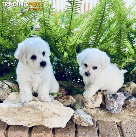 Pedigree Bichon Frise pups