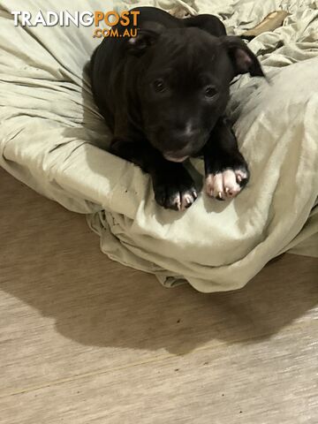 American staffy puppies for sale