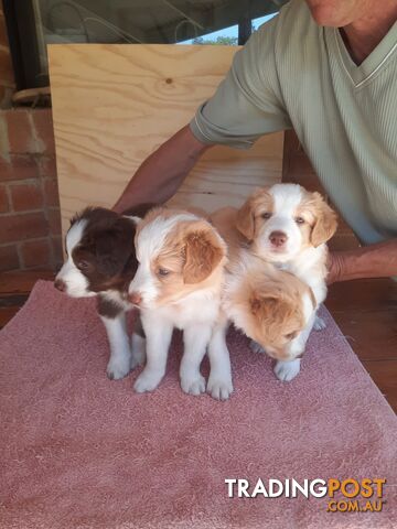 Border Collie Pups- Pure Breed