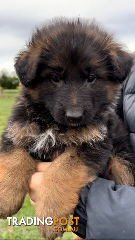 Purebred Full Long Coat German Shepherd Puppies