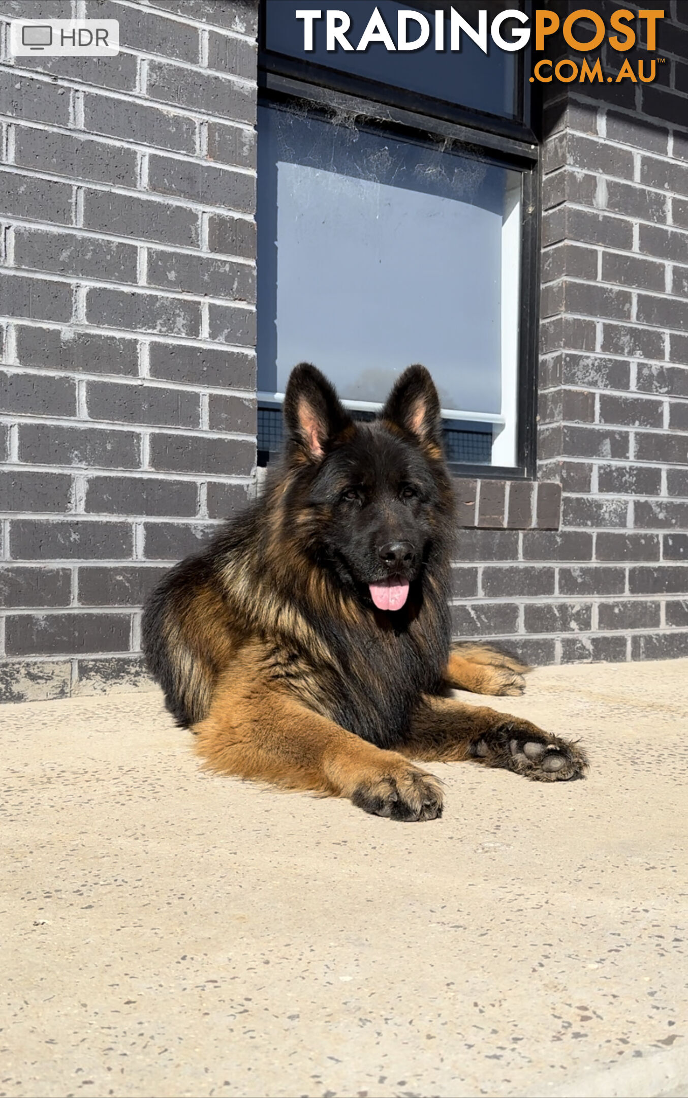 Outstanding Purebred Full Length Long Coat German Shepherd Puppies