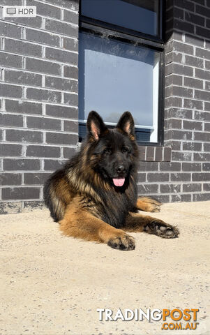 Outstanding Purebred Full Length Long Coat German Shepherd Puppies