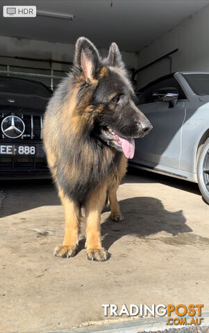 Purebred Long Coat German Shepherd Puppies