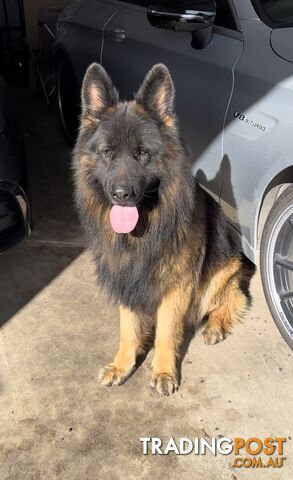 Outstanding Purebred Full Length Long Coat German Shepherd Puppies