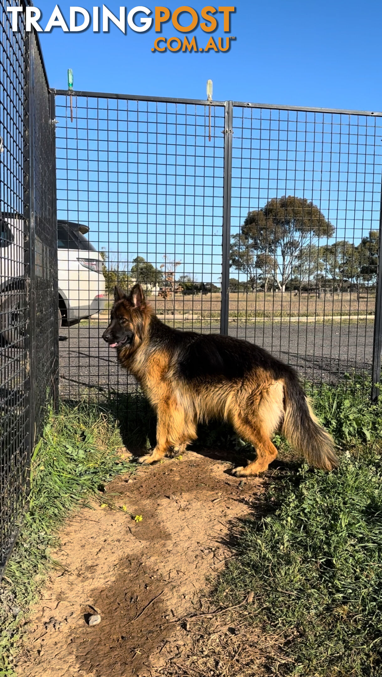 Outstanding Purebred Full Length Long Coat German Shepherd Puppies