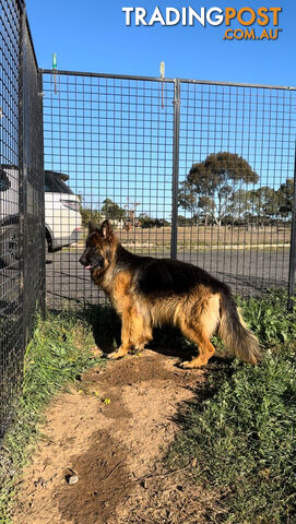 Outstanding Purebred Full Length Long Coat German Shepherd Puppies