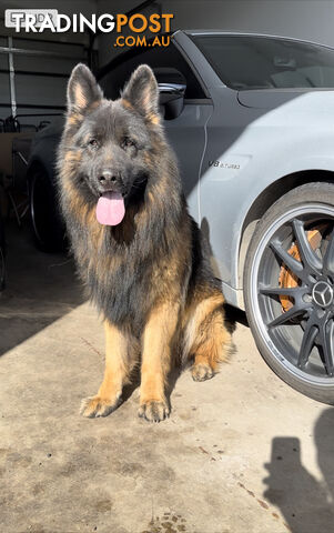 Purebred Long Coat German Shepherd Puppies