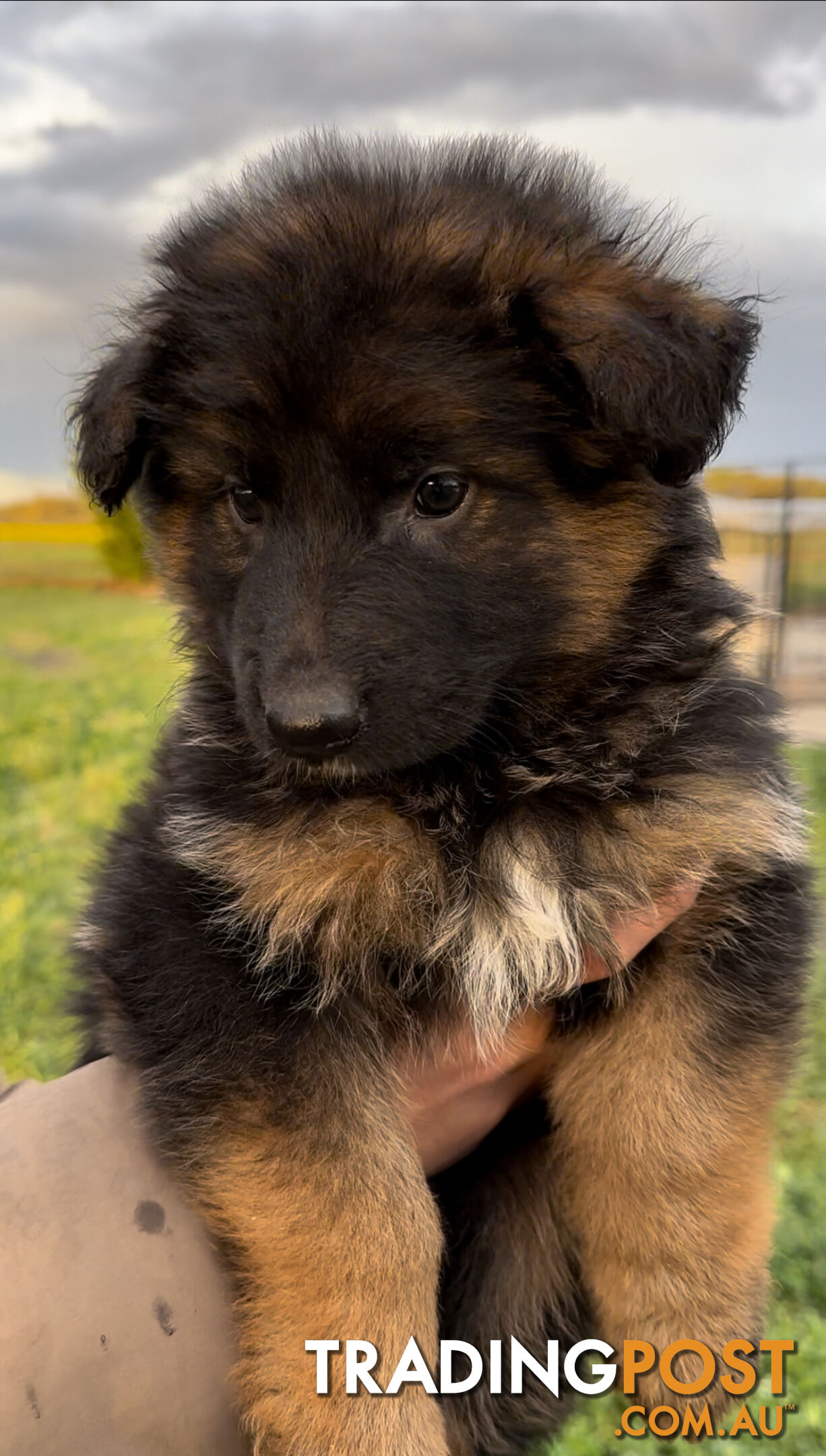 Outstanding Purebred Full Length Long Coat German Shepherd Puppies