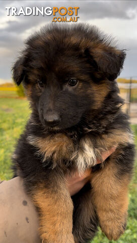 Outstanding Purebred Full Length Long Coat German Shepherd Puppies