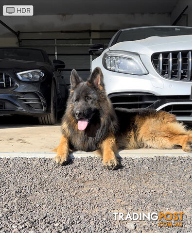 Outstanding Purebred Full Length Long Coat German Shepherd Puppies