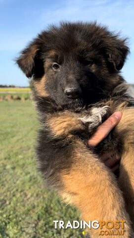 Outstanding Purebred Full Length Long Coat German Shepherd Puppies