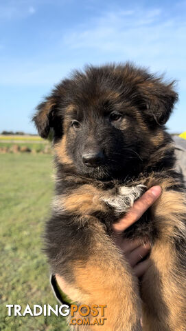 Outstanding Purebred Full Length Long Coat German Shepherd Puppies