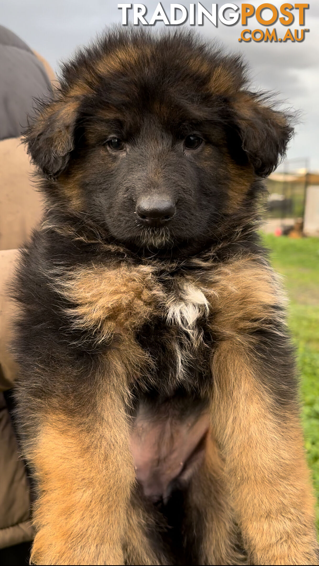 Outstanding Purebred Full Length Long Coat German Shepherd Puppies