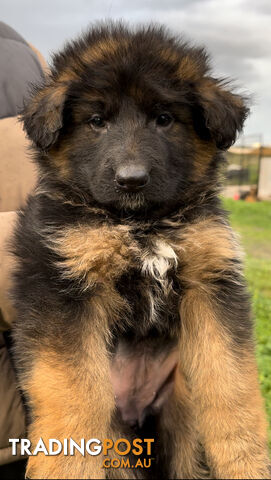 Outstanding Purebred Full Length Long Coat German Shepherd Puppies