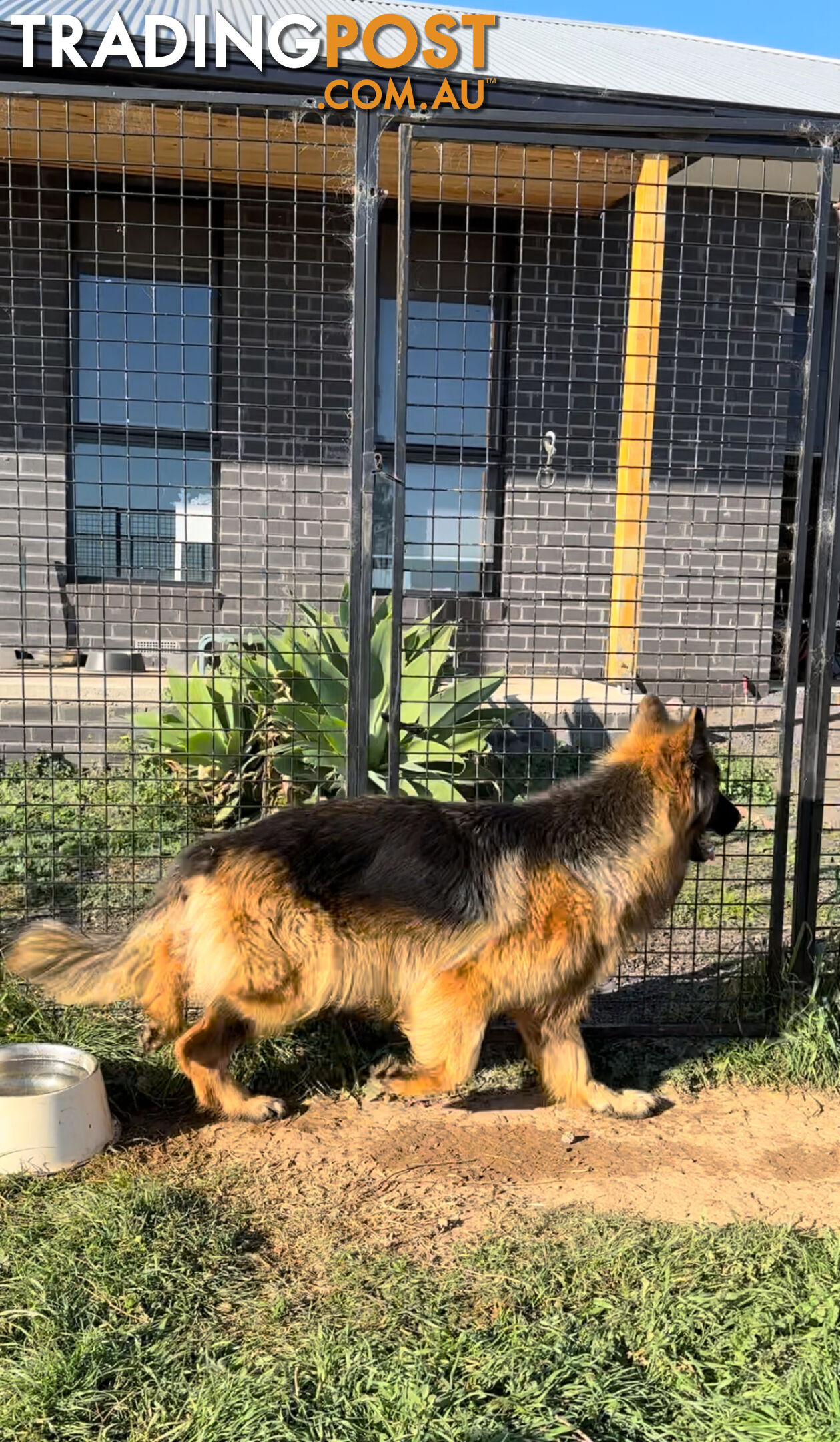 Outstanding Purebred Full Length Long Coat German Shepherd Puppies