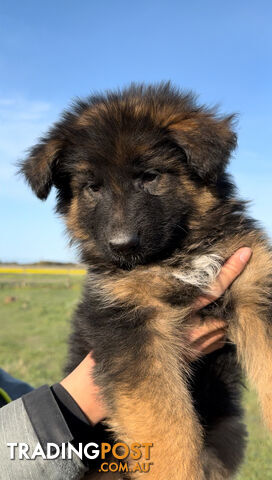 Outstanding Purebred Full Length Long Coat German Shepherd Puppies