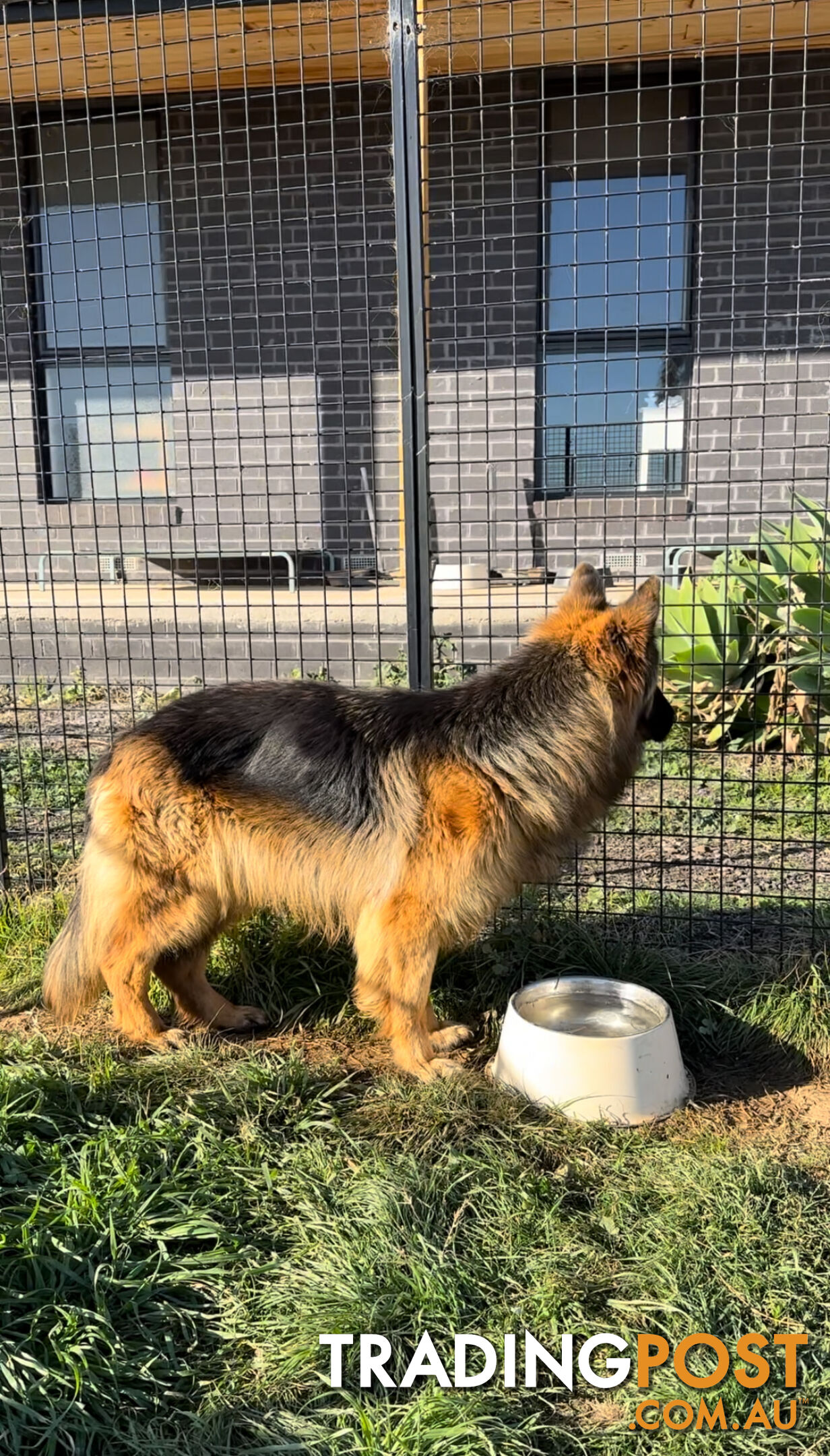 Outstanding Purebred Full Length Long Coat German Shepherd Puppies