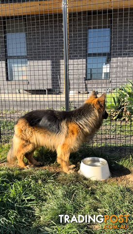 Outstanding Purebred Full Length Long Coat German Shepherd Puppies