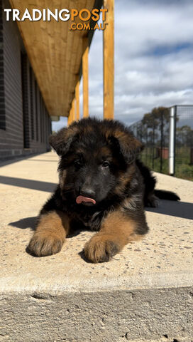 Outstanding Purebred Full Length Long Coat German Shepherd Puppies