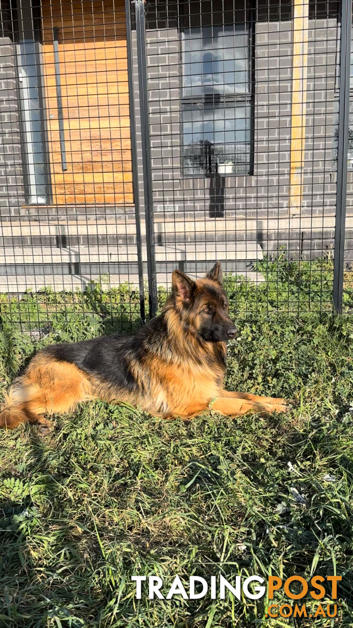 Outstanding Purebred Full Length Long Coat German Shepherd Puppies