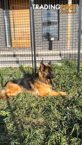 Outstanding Purebred Full Length Long Coat German Shepherd Puppies