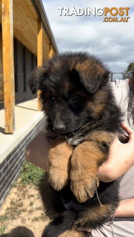 Outstanding Purebred Full Length Long Coat German Shepherd Puppies